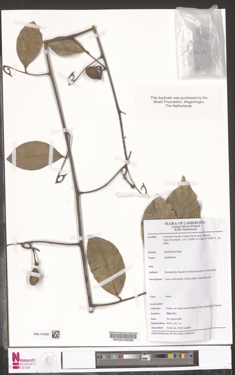Artabotrys aurantiacus var. aurantiacus photo 4