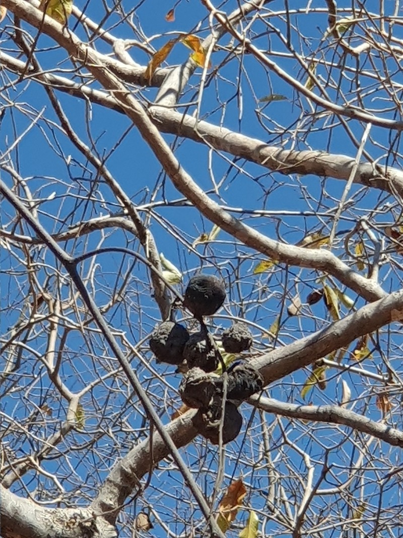 Artabotrys brachypetalus