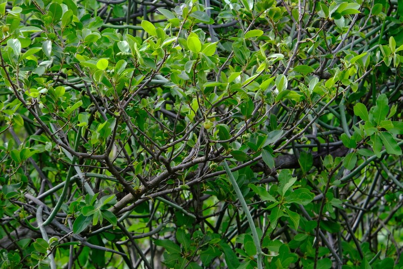 Artabotrys brachypetalus photo 2