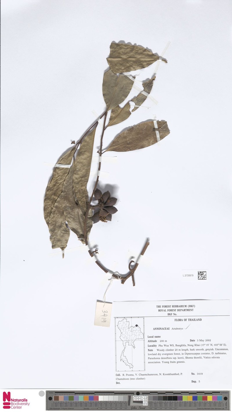 Artabotrys brevipes