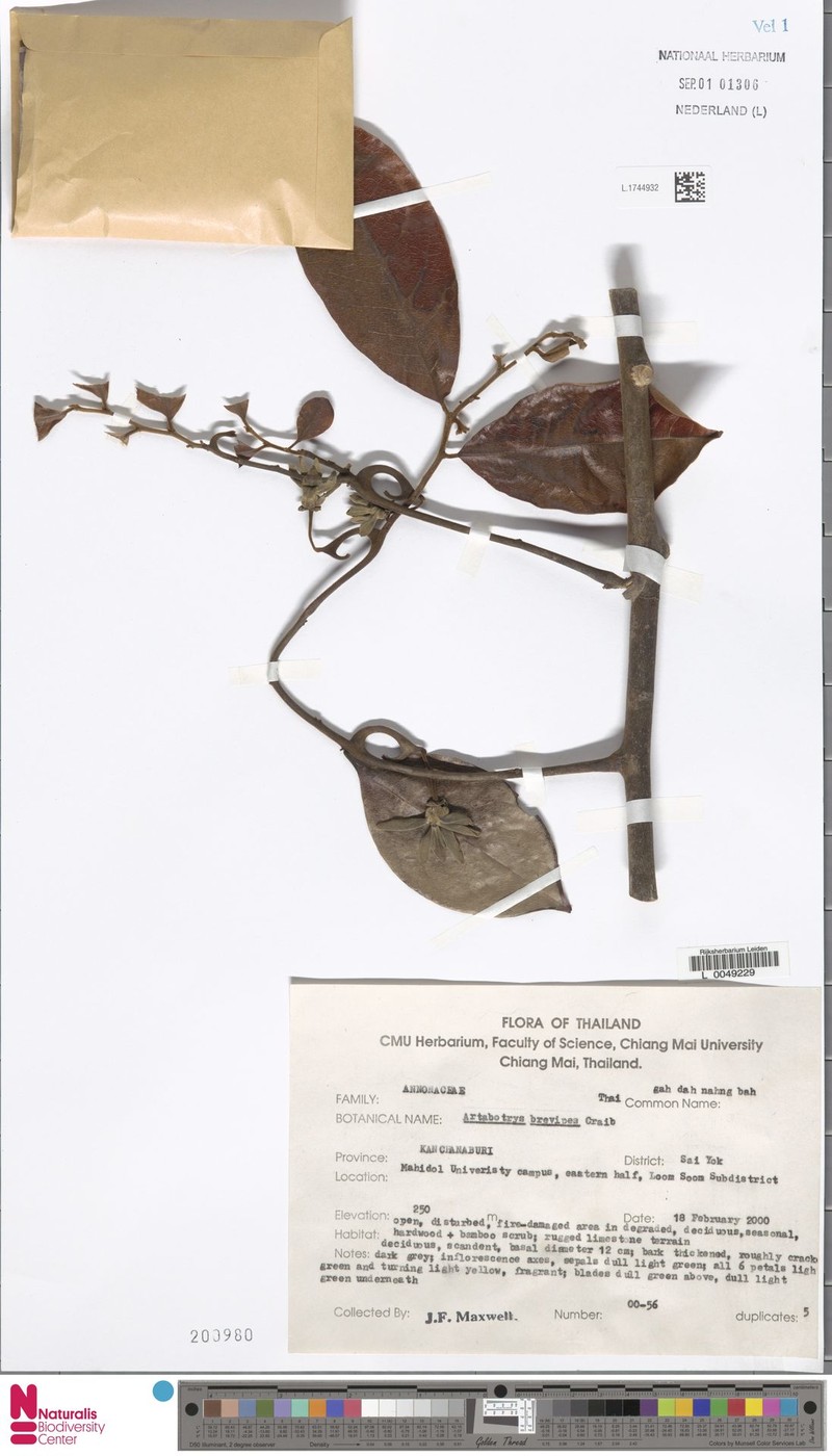 Artabotrys burmanicus photo 5