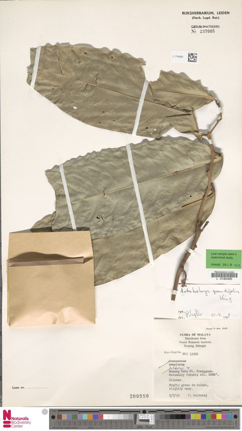 Artabotrys byrsophyllus