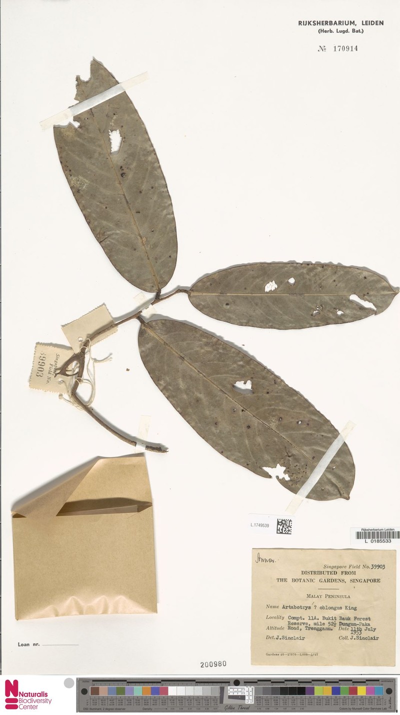 Artabotrys byrsophyllus photo 2