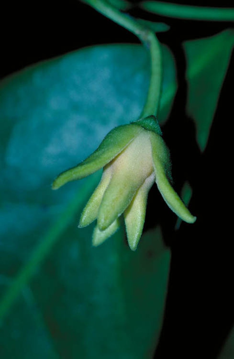 Artabotrys carnosipetalus