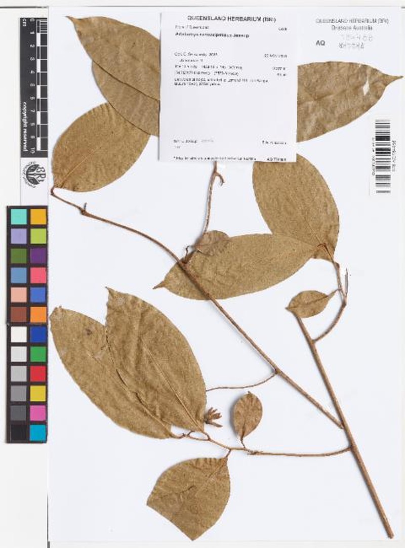 Artabotrys carnosipetalus photo 2
