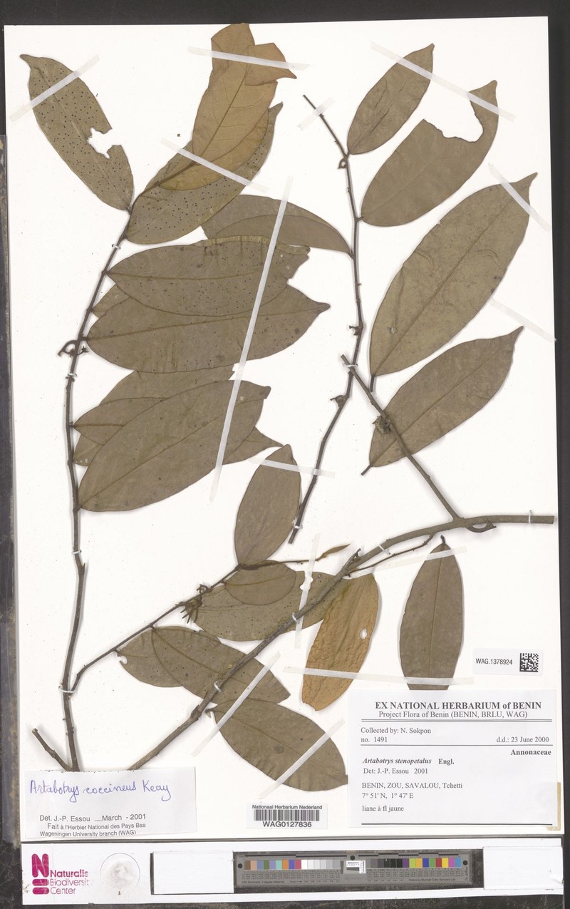 Artabotrys coccineus