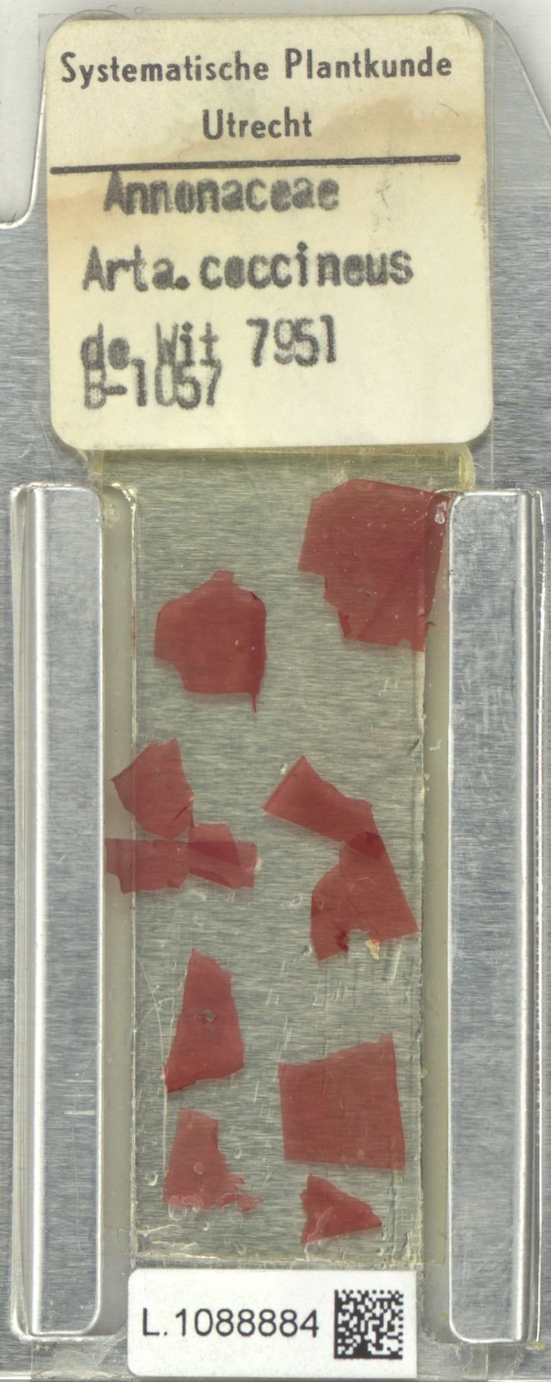 Artabotrys coccineus photo 3