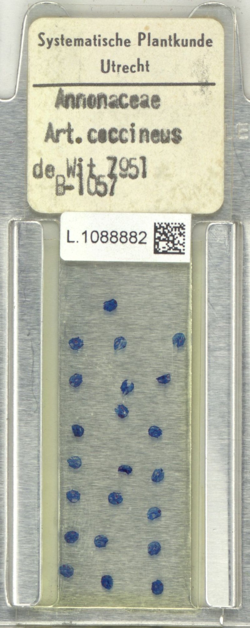 Artabotrys coccineus photo 4