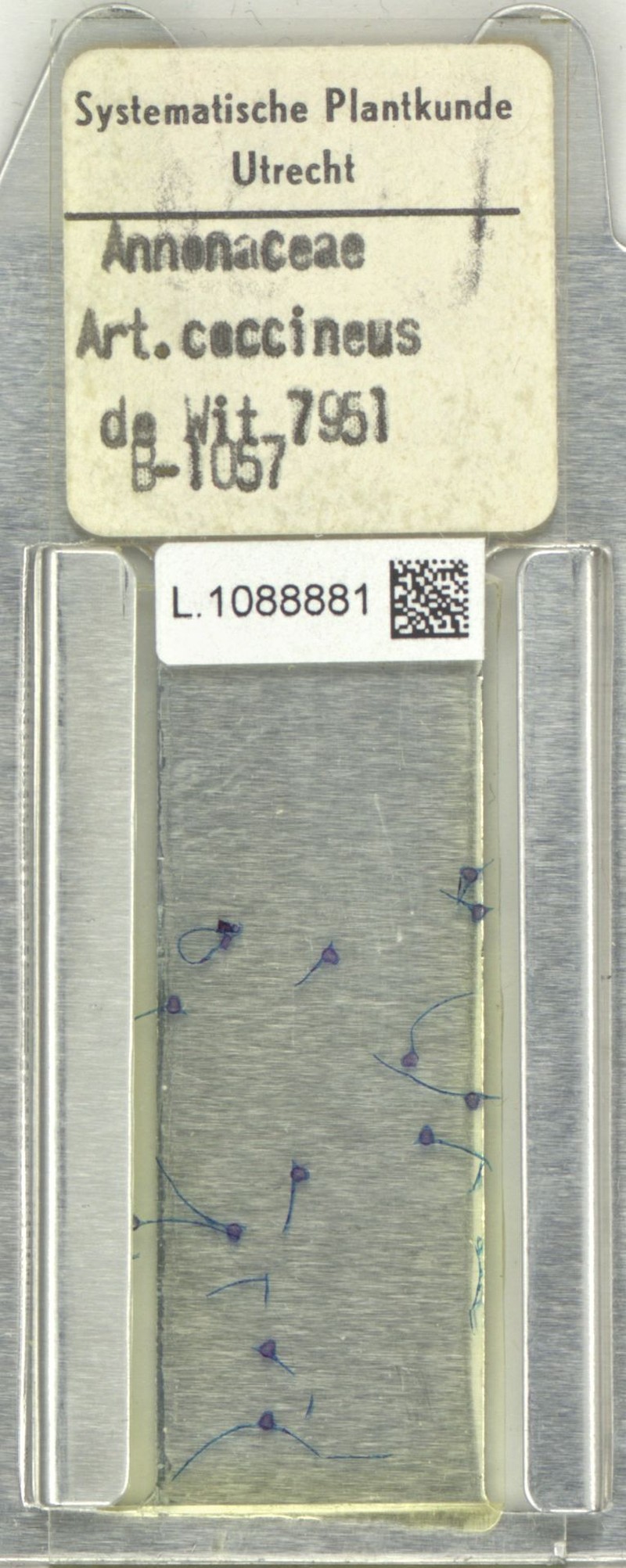 Artabotrys coccineus photo 5