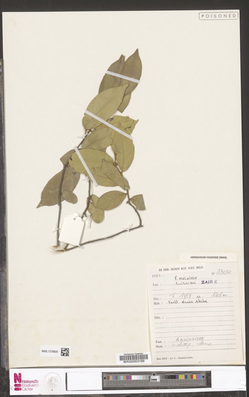 Artabotrys collinus photo 5