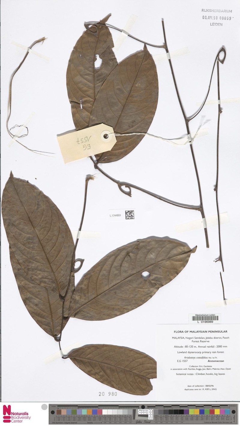 Artabotrys crassifolius
