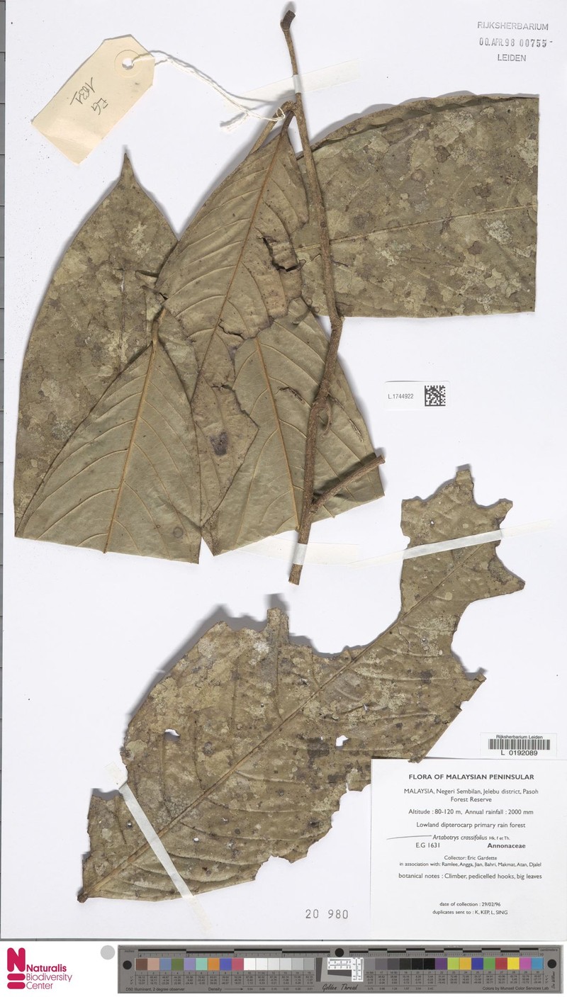Artabotrys crassifolius photo 2