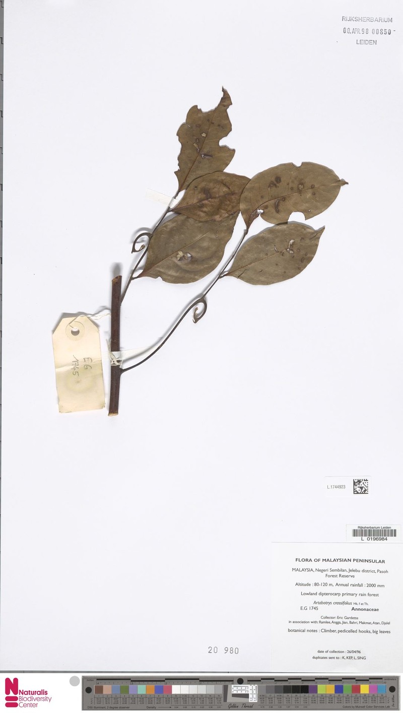 Artabotrys crassifolius photo 3