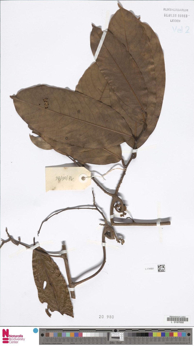 Artabotrys crassifolius photo 4