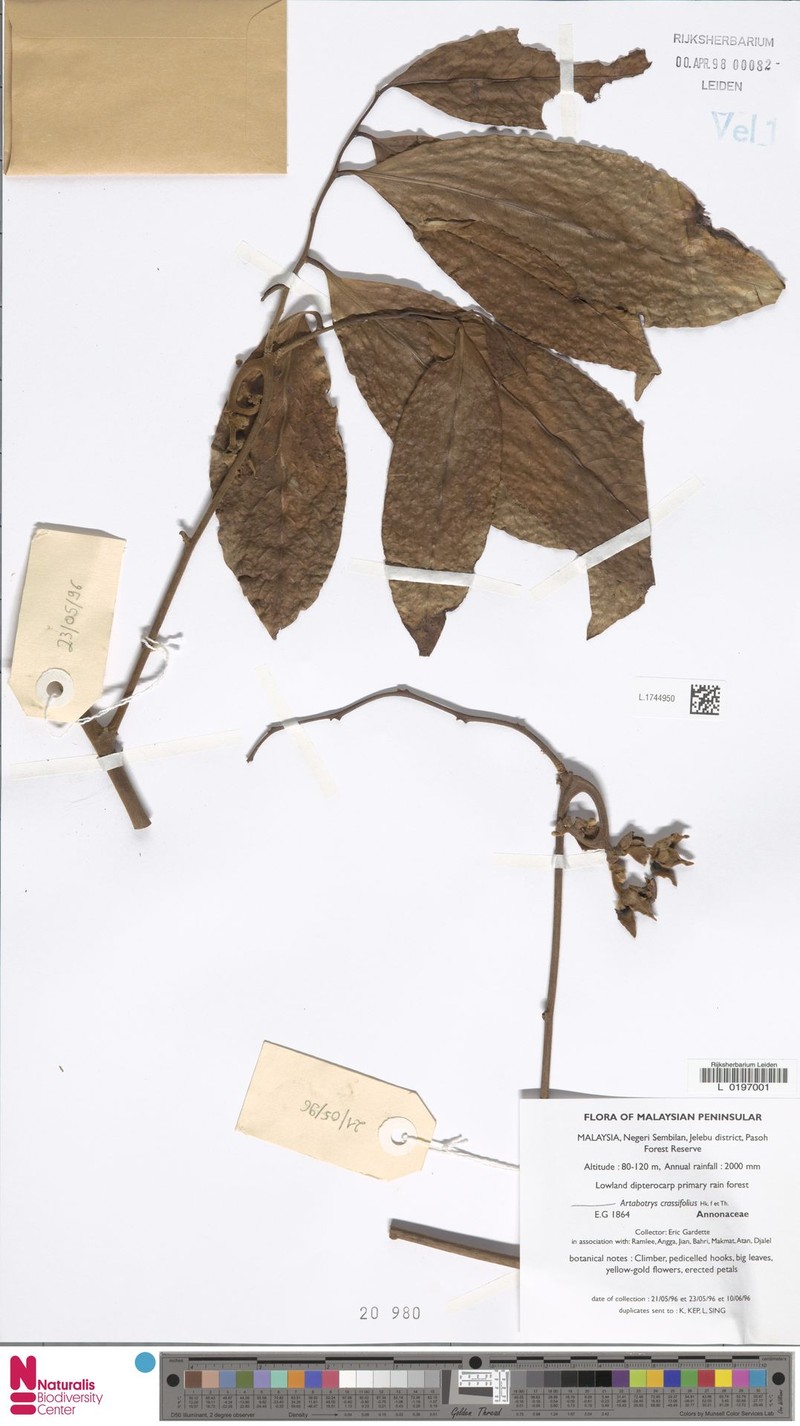 Artabotrys crassifolius photo 5