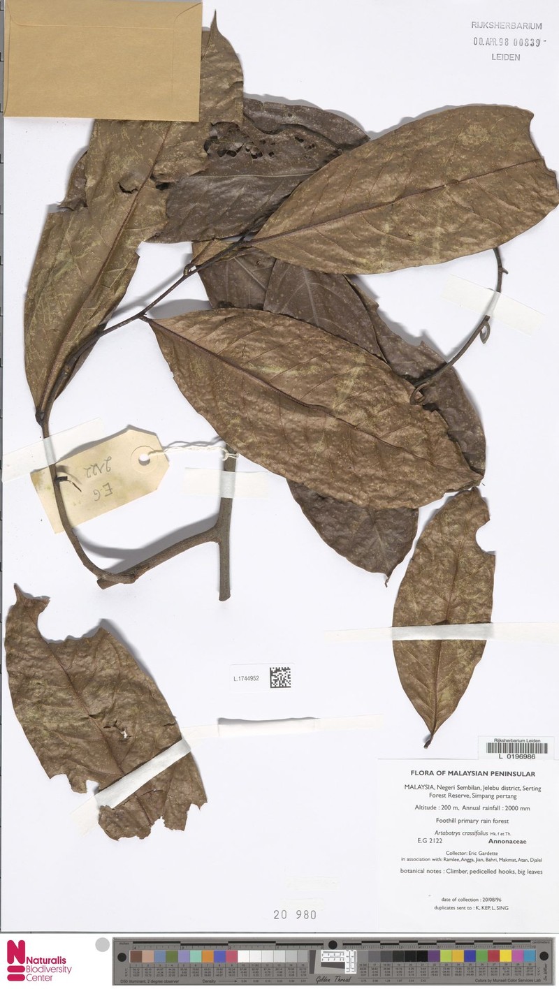 Artabotrys crassifolius photo 6