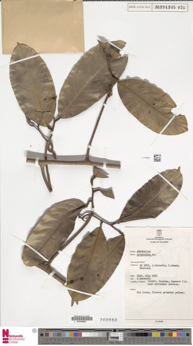 Artabotrys crassifolius photo 7