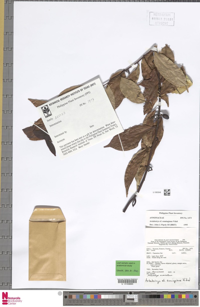Artabotrys cumingianus photo 3