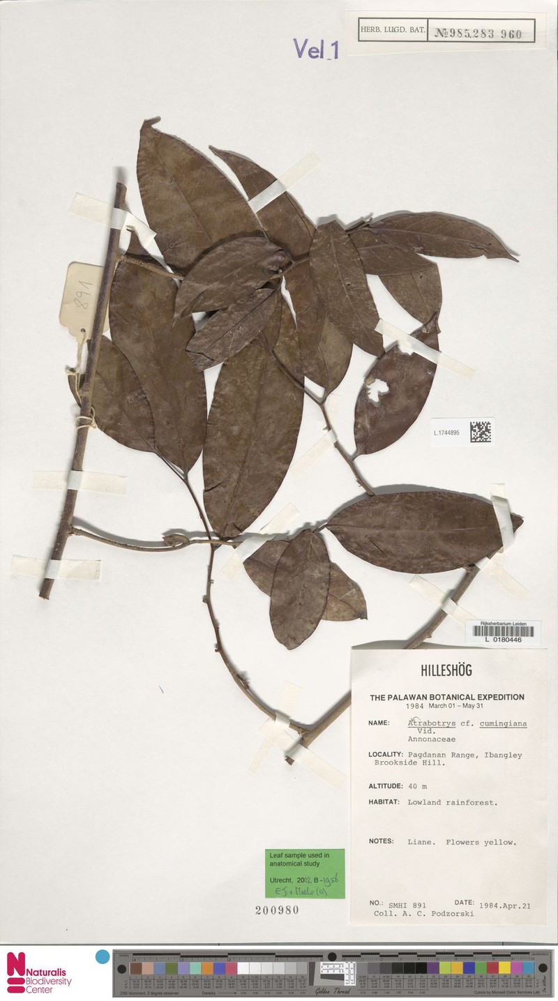 Artabotrys cumingianus photo 4