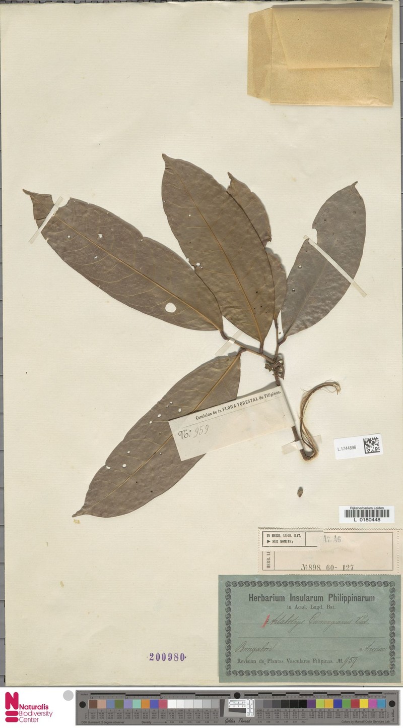 Artabotrys cumingianus photo 6