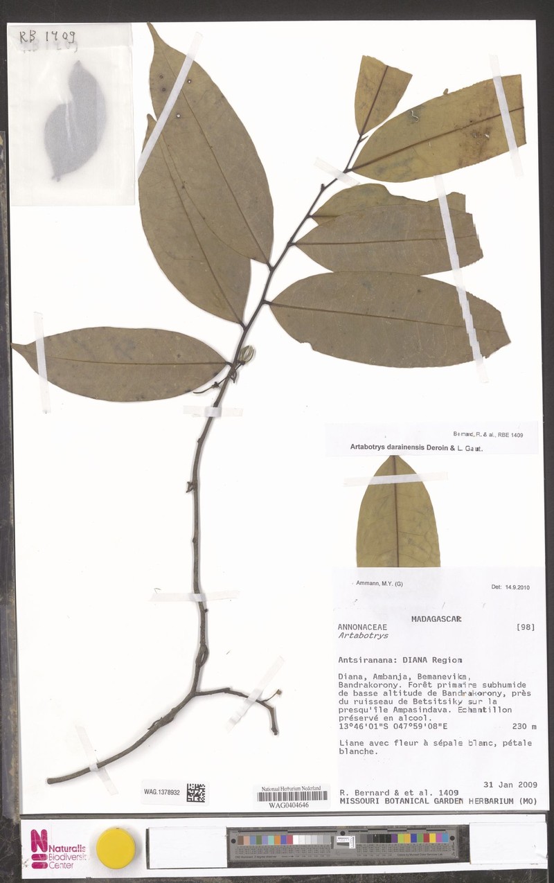 Artabotrys darainensis