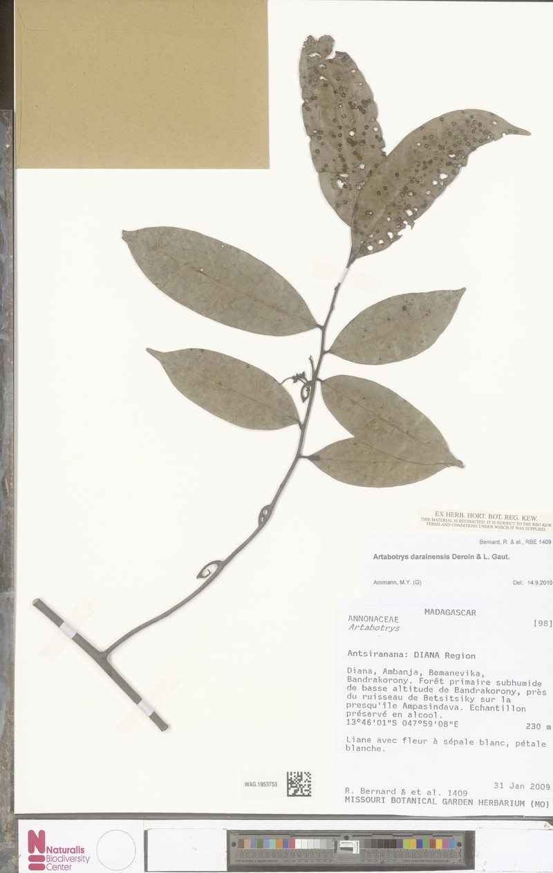 Artabotrys darainensis photo 2