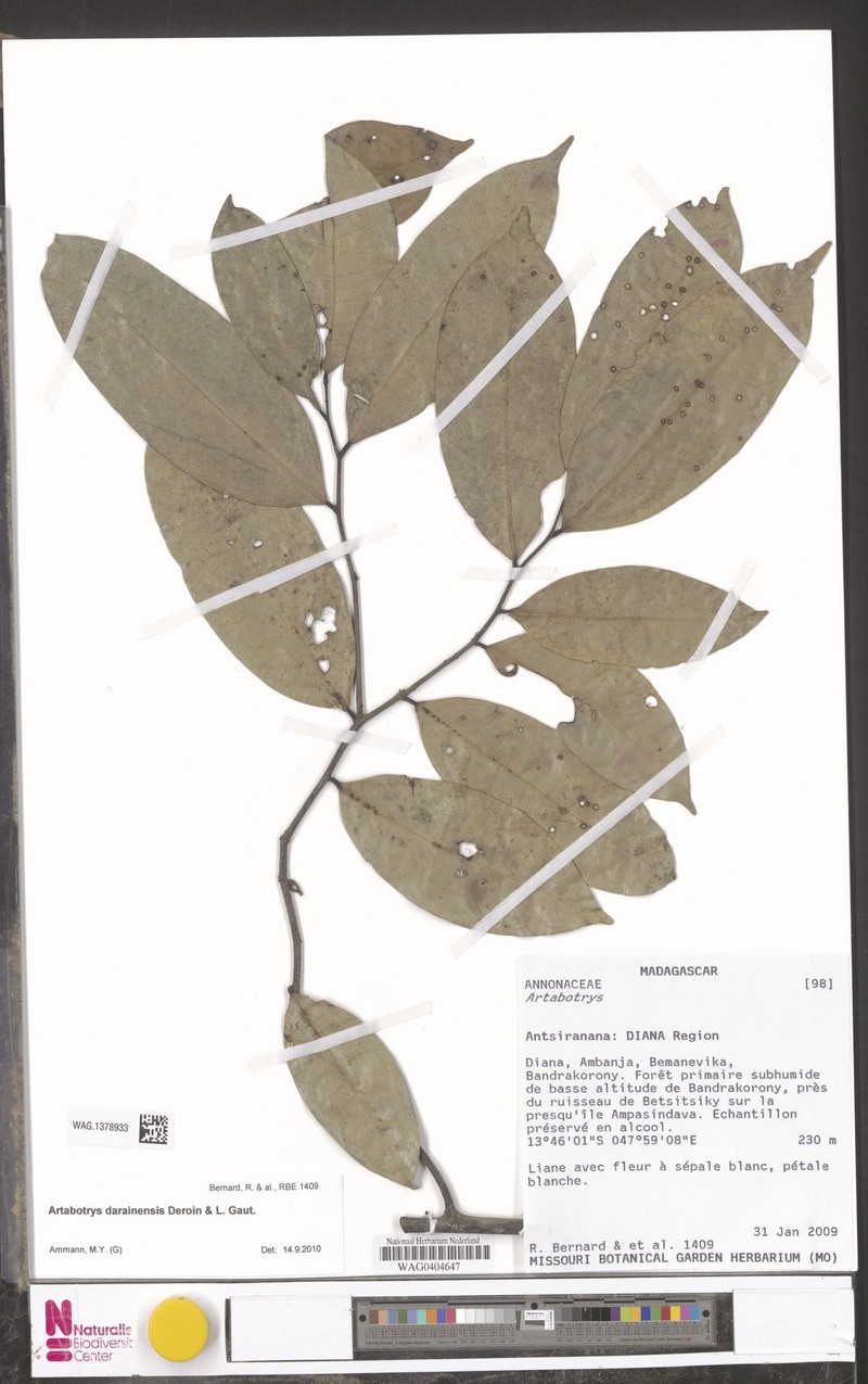Artabotrys darainensis photo 3