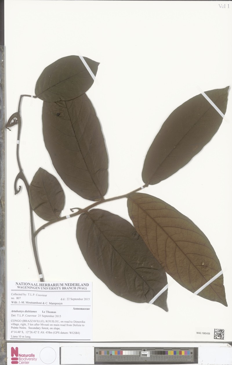 Artabotrys dielsianus