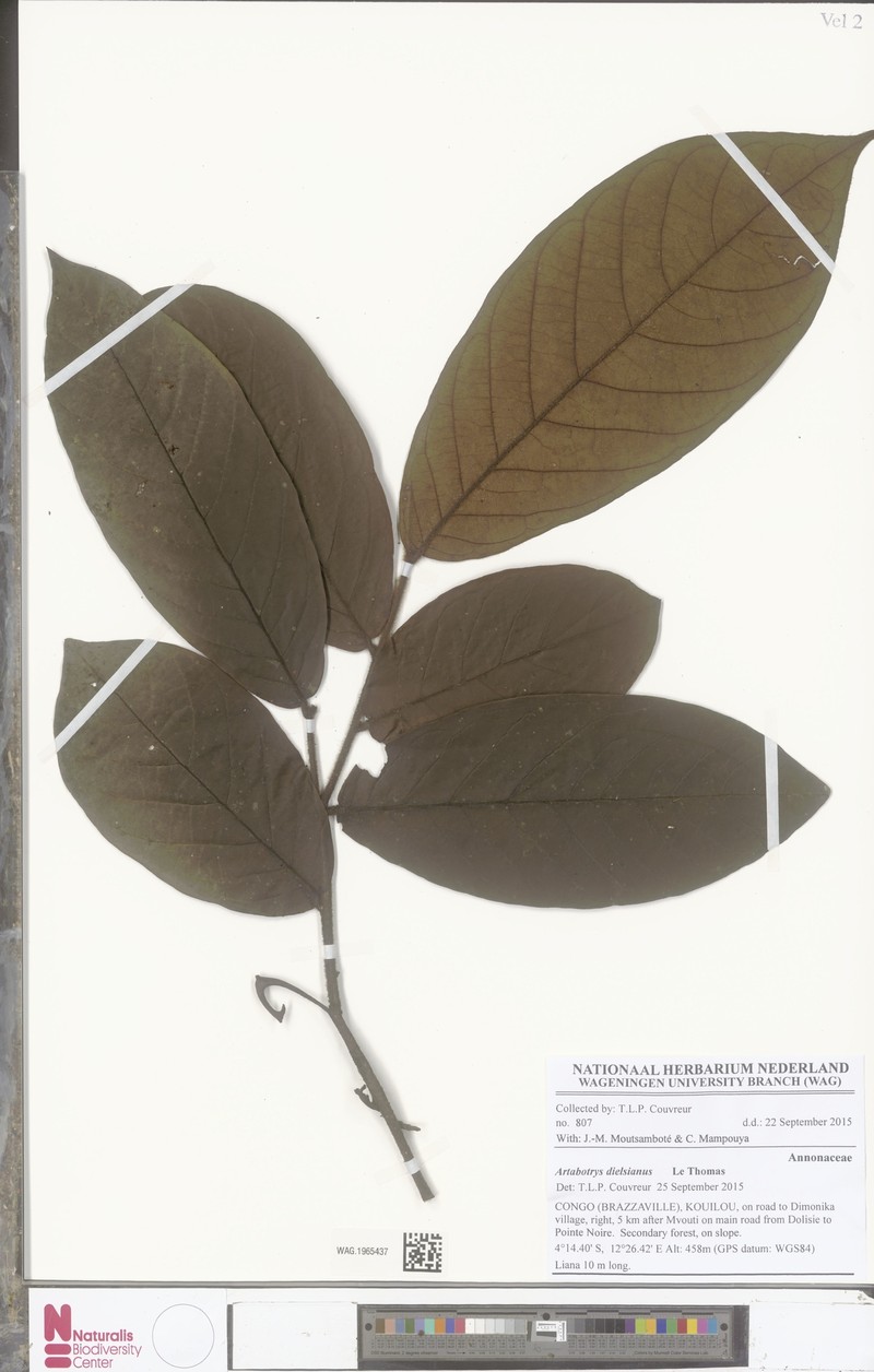 Artabotrys dielsianus photo 2