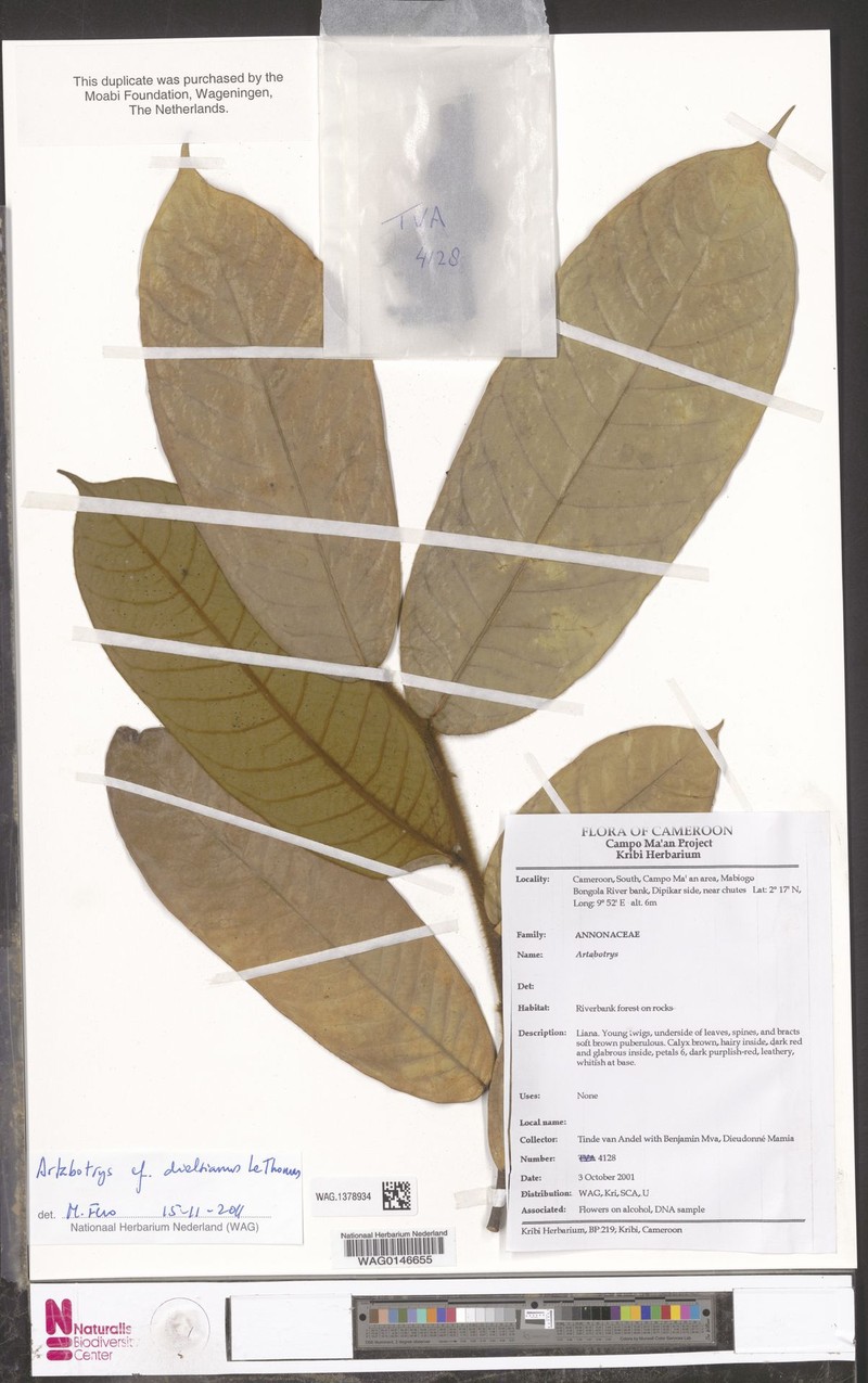 Artabotrys dielsianus photo 3
