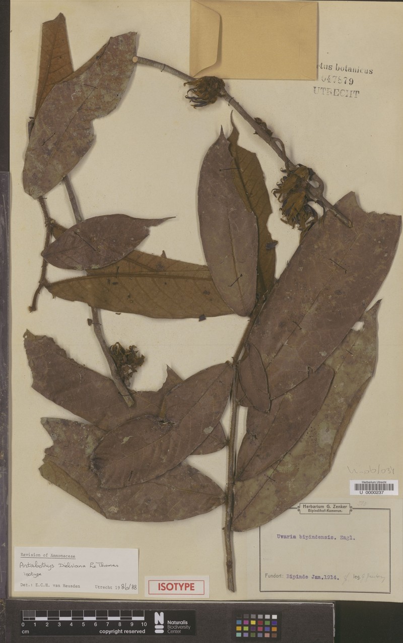 Artabotrys dielsianus photo 4
