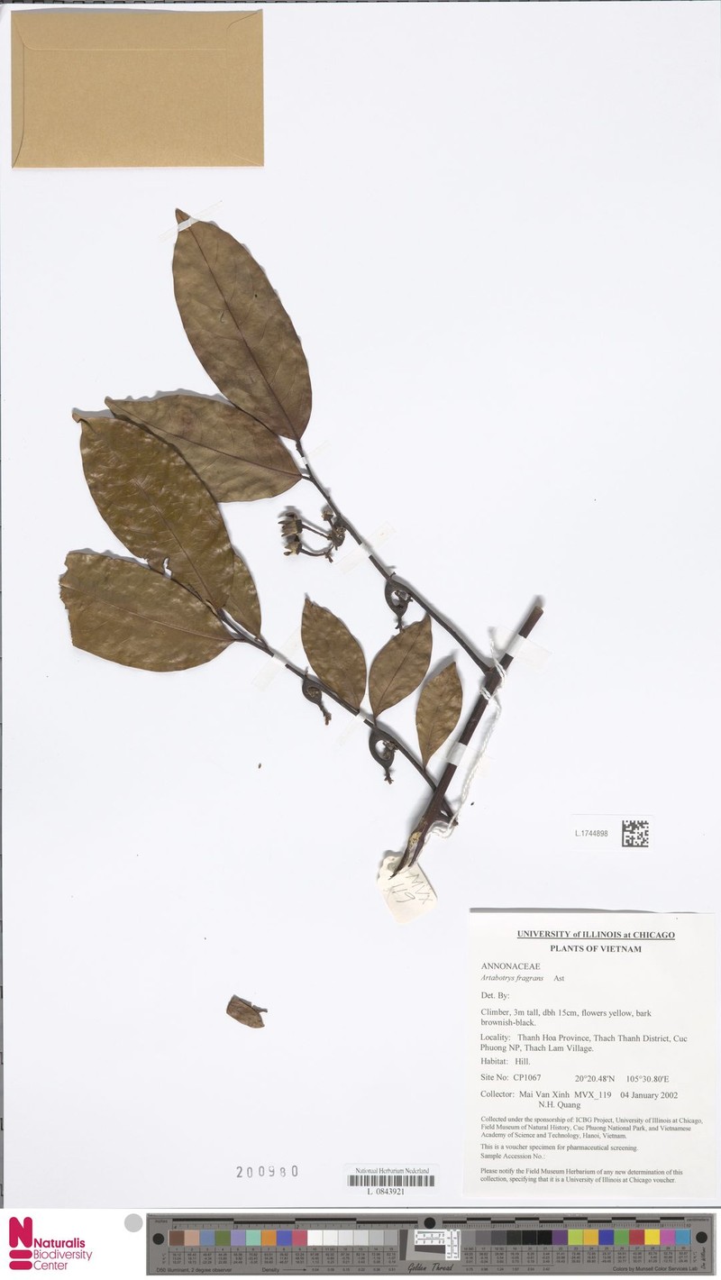 Artabotrys fragrans