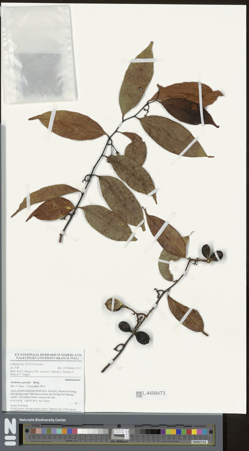 Artabotrys gracilis photo 3