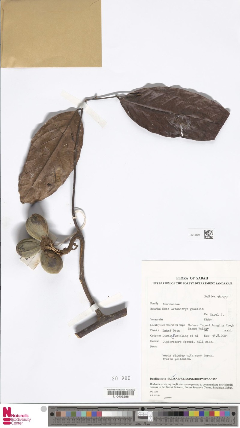 Artabotrys gracilis photo 4