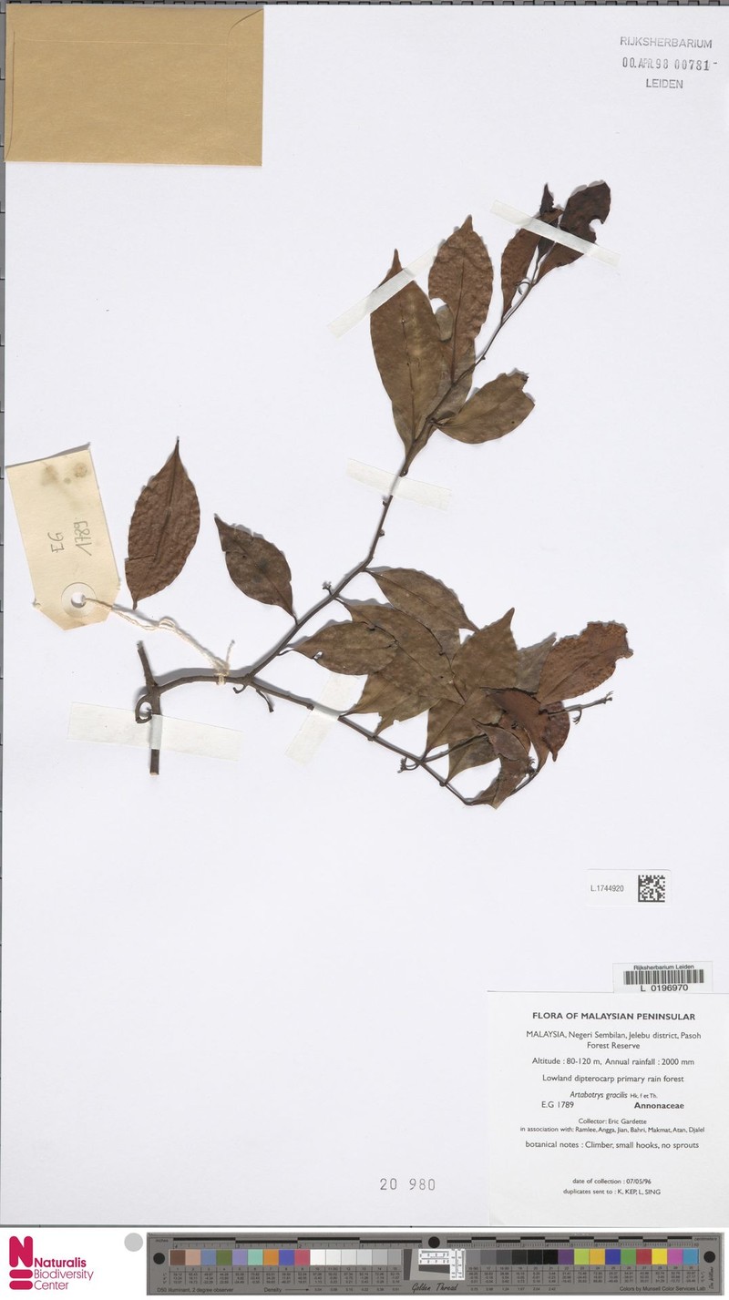 Artabotrys gracilis photo 6