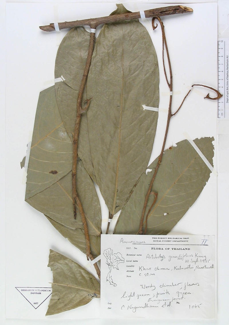 Artabotrys grandifolius