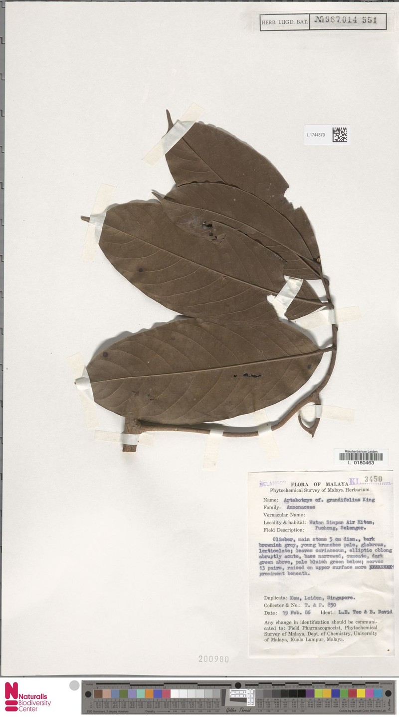 Artabotrys grandifolius photo 2