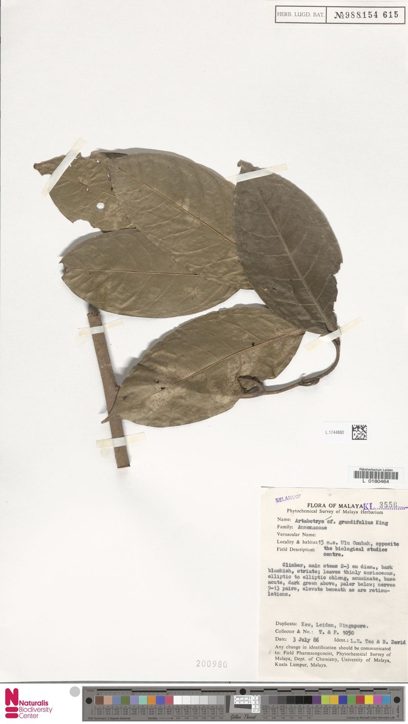 Artabotrys grandifolius photo 3
