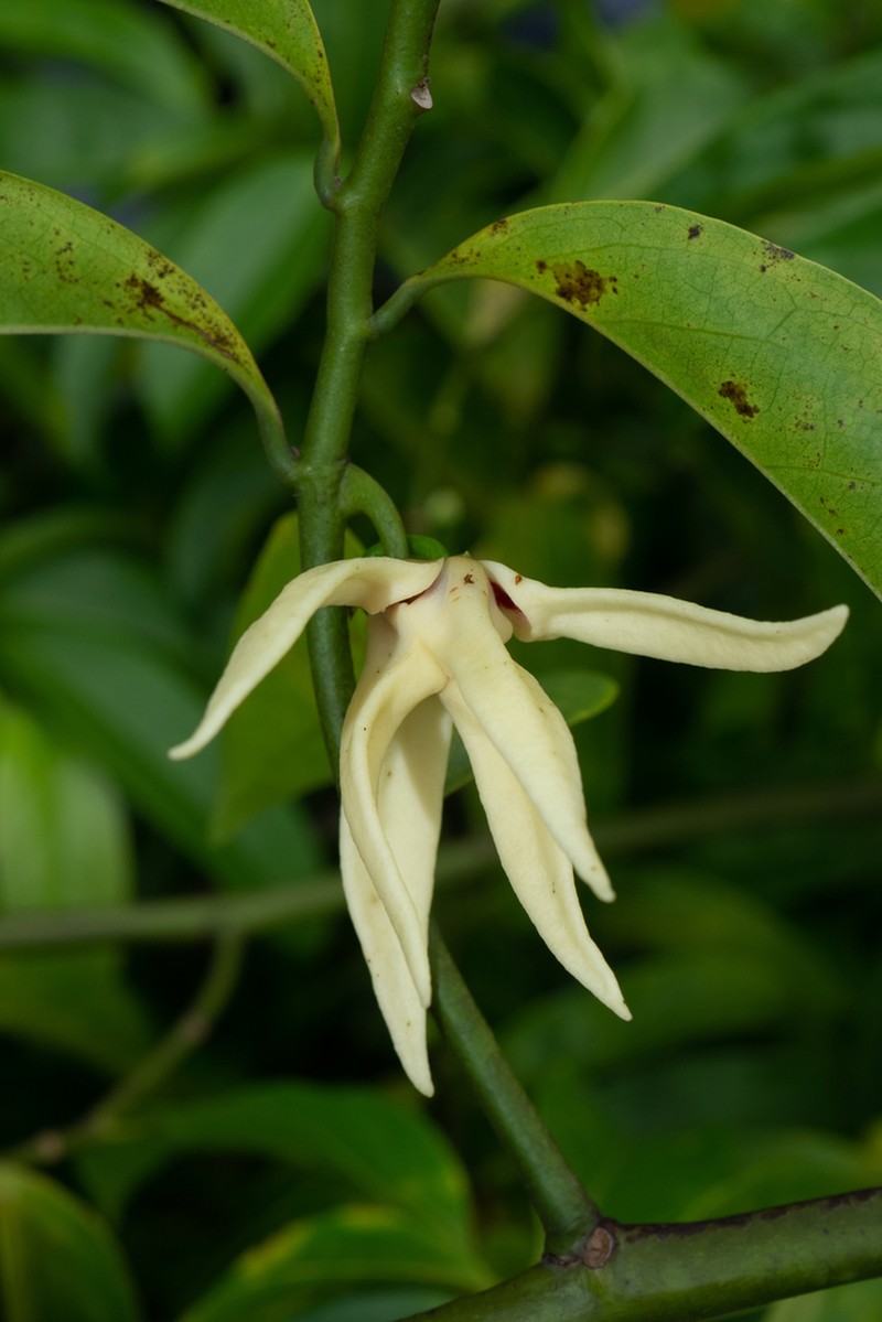 Artabotrys hainanensis