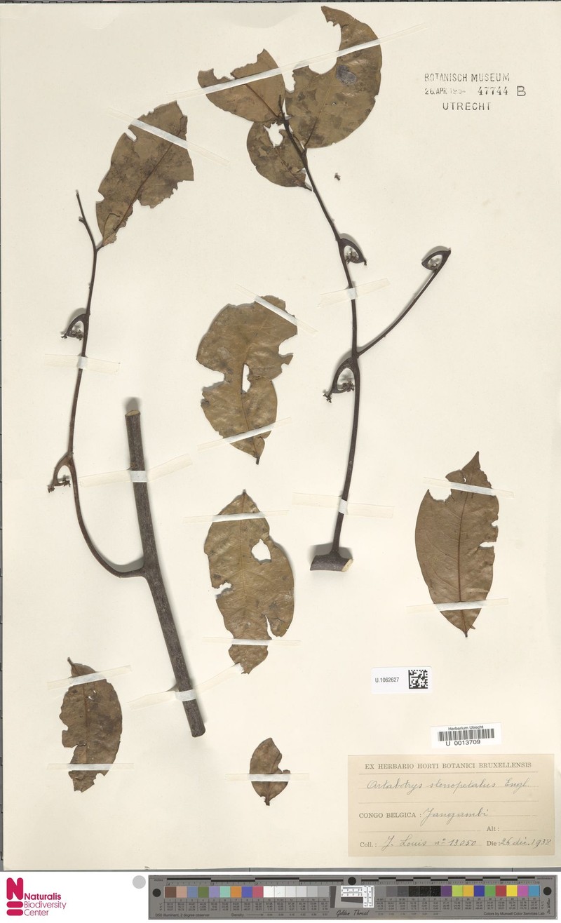 Artabotrys hainanensis photo 2