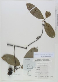 Artabotrys harmandii