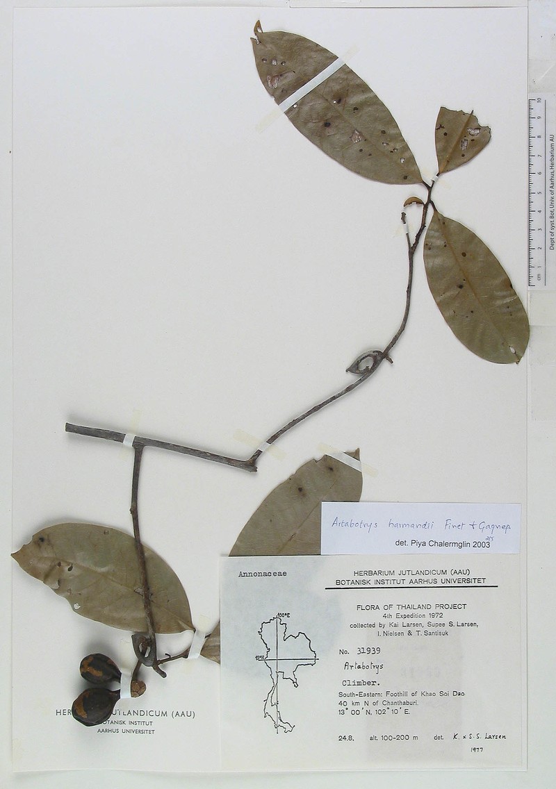 Artabotrys harmandii