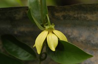 Climbing Ilang-Ilang