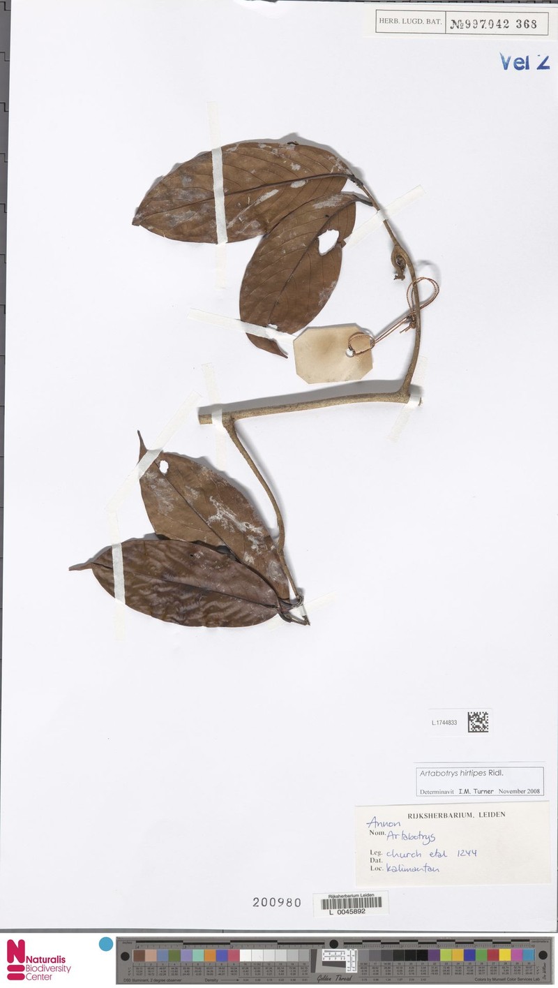 Artabotrys hirtipes photo 2