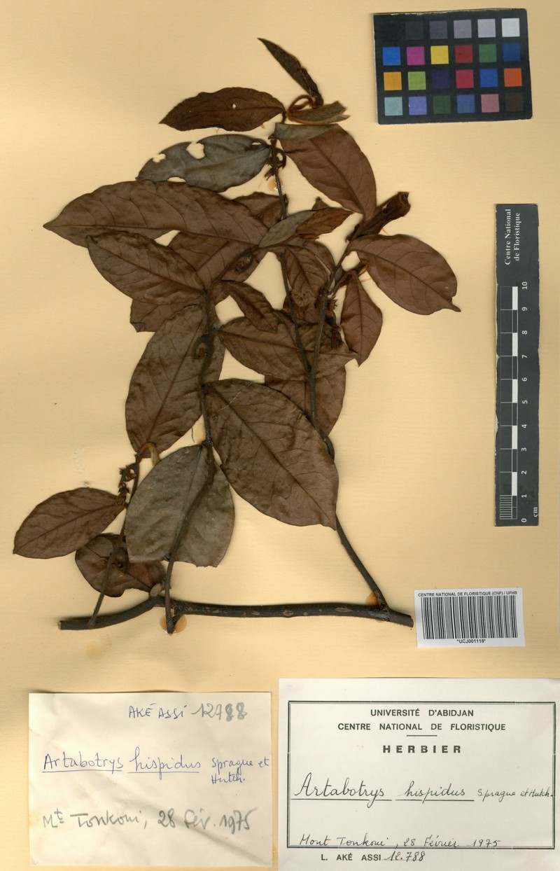 Artabotrys hispidus photo 3