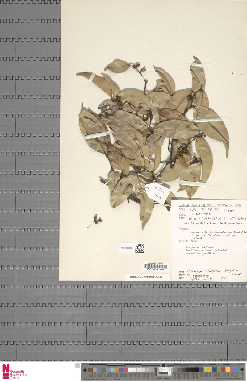 Artabotrys hispidus photo 5