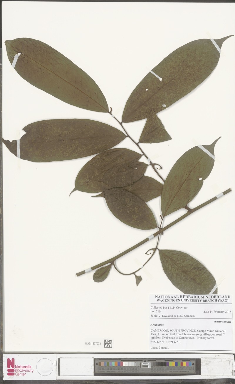 Artabotrys insignis