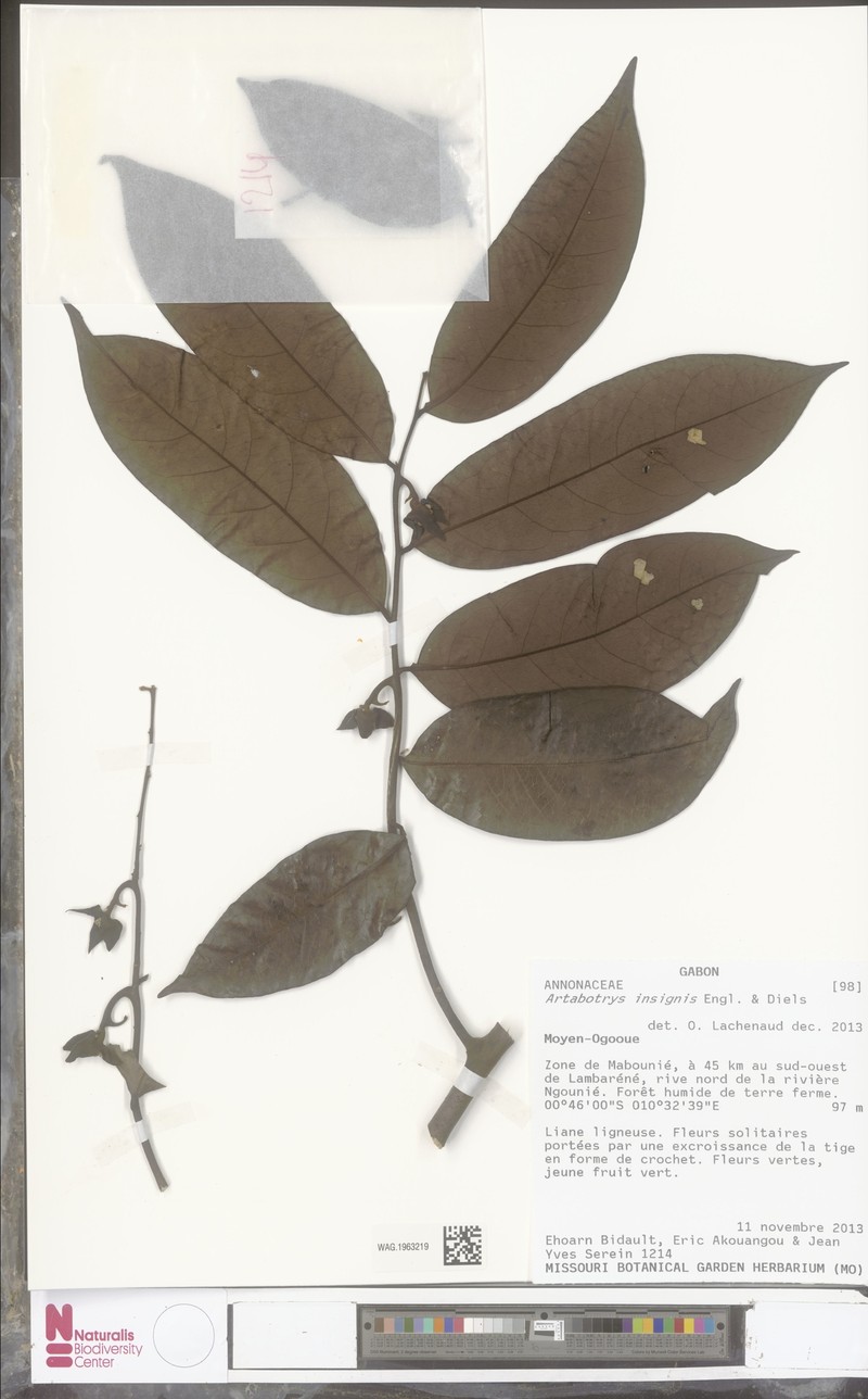 Artabotrys insignis photo 2
