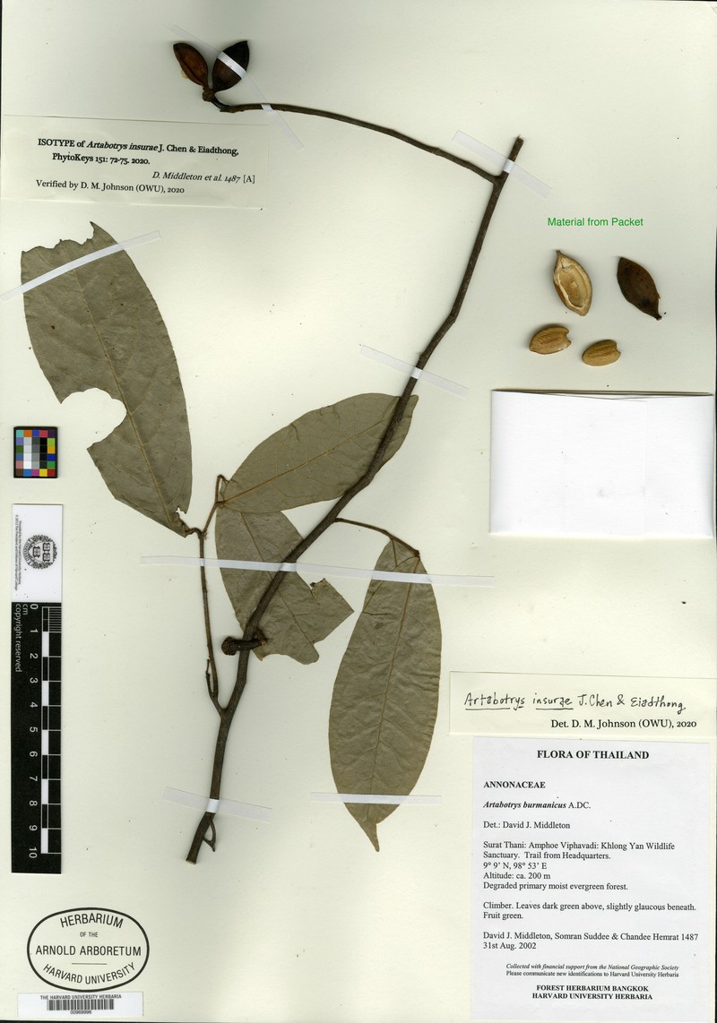 Artabotrys insurae