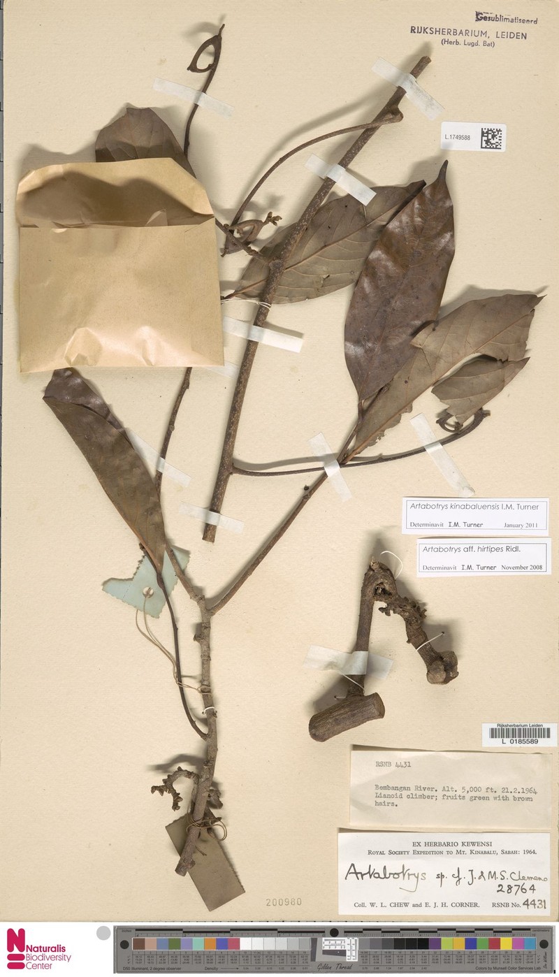 Artabotrys kinabaluensis